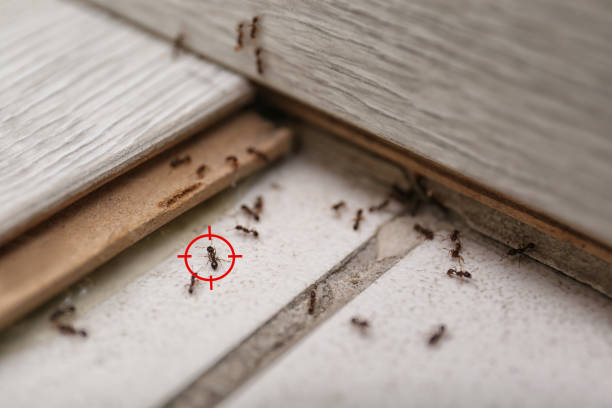 Best Best Pest Control Companies  in Mount Vernon, IA